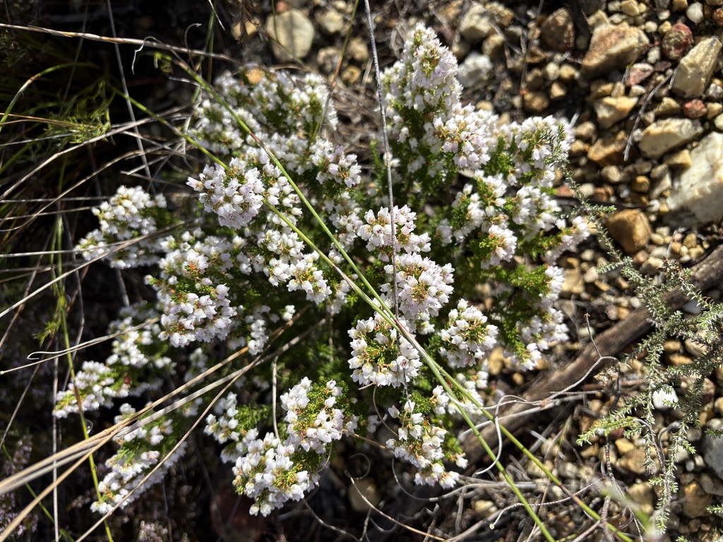 Erica curvirostris; photograph (c) Charleen Brunke, some rights reserved (CC BY)
