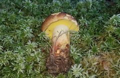 Butyriboletus brunneus