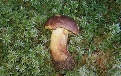 Butyriboletus brunneus