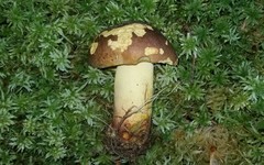 Butyriboletus brunneus