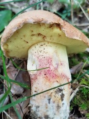 Butyriboletus taughannockensis