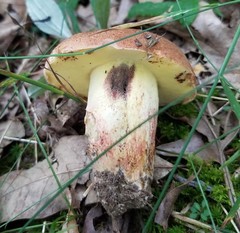 Butyriboletus taughannockensis