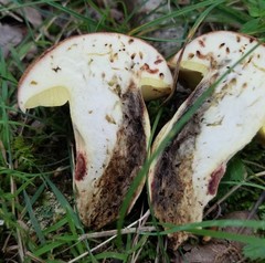 Butyriboletus taughannockensis