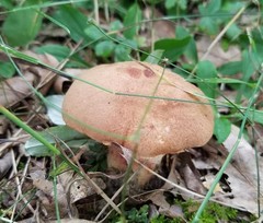 Butyriboletus taughannockensis