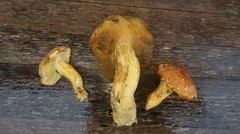 Butyriboletus taughannockensis