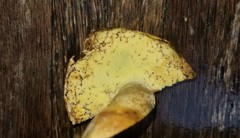 Butyriboletus taughannockensis