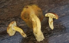 Butyriboletus taughannockensis