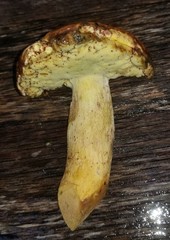 Butyriboletus taughannockensis