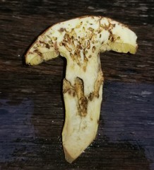 Butyriboletus taughannockensis