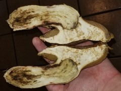 Butyriboletus taughannockensis