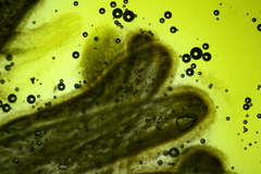 Butyriboletus taughannockensis