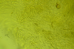 Butyriboletus taughannockensis