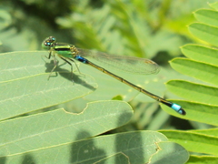 Ischnura senegalensis