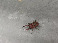 Prosopocoilus