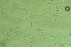 Menispora cobaltina