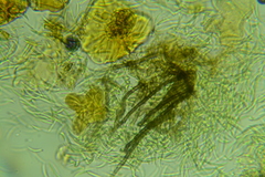 Menispora cobaltina