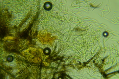 Menispora cobaltina