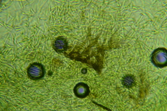 Menispora cobaltina