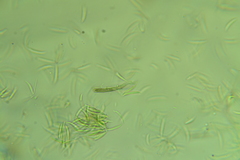 Menispora cobaltina