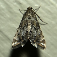 Petrophila confusalis