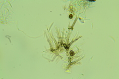 Menispora cobaltina