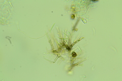 Menispora cobaltina
