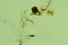 Menispora cobaltina