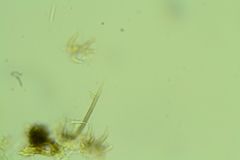 Menispora cobaltina