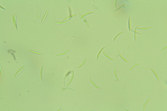 Menispora cobaltina