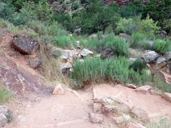 Brickellia longifolia