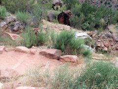 Brickellia longifolia