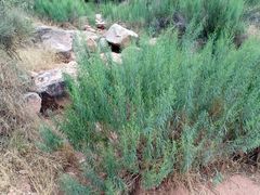 Brickellia longifolia