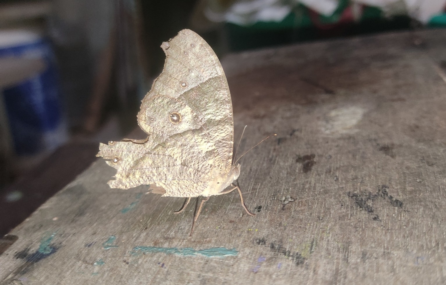 Common Evening Brown