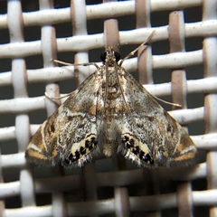Petrophila confusalis