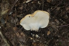 Hydnum subolympicum