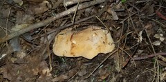 Hydnum subolympicum
