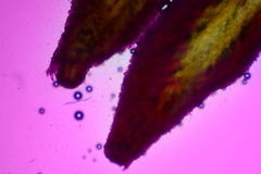 Hydnum subolympicum
