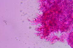 Hydnum subolympicum