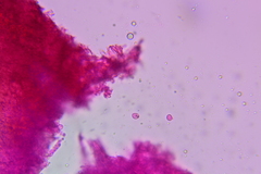 Hydnum subolympicum