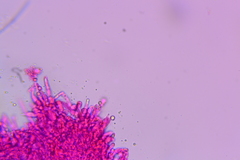 Hydnum subolympicum