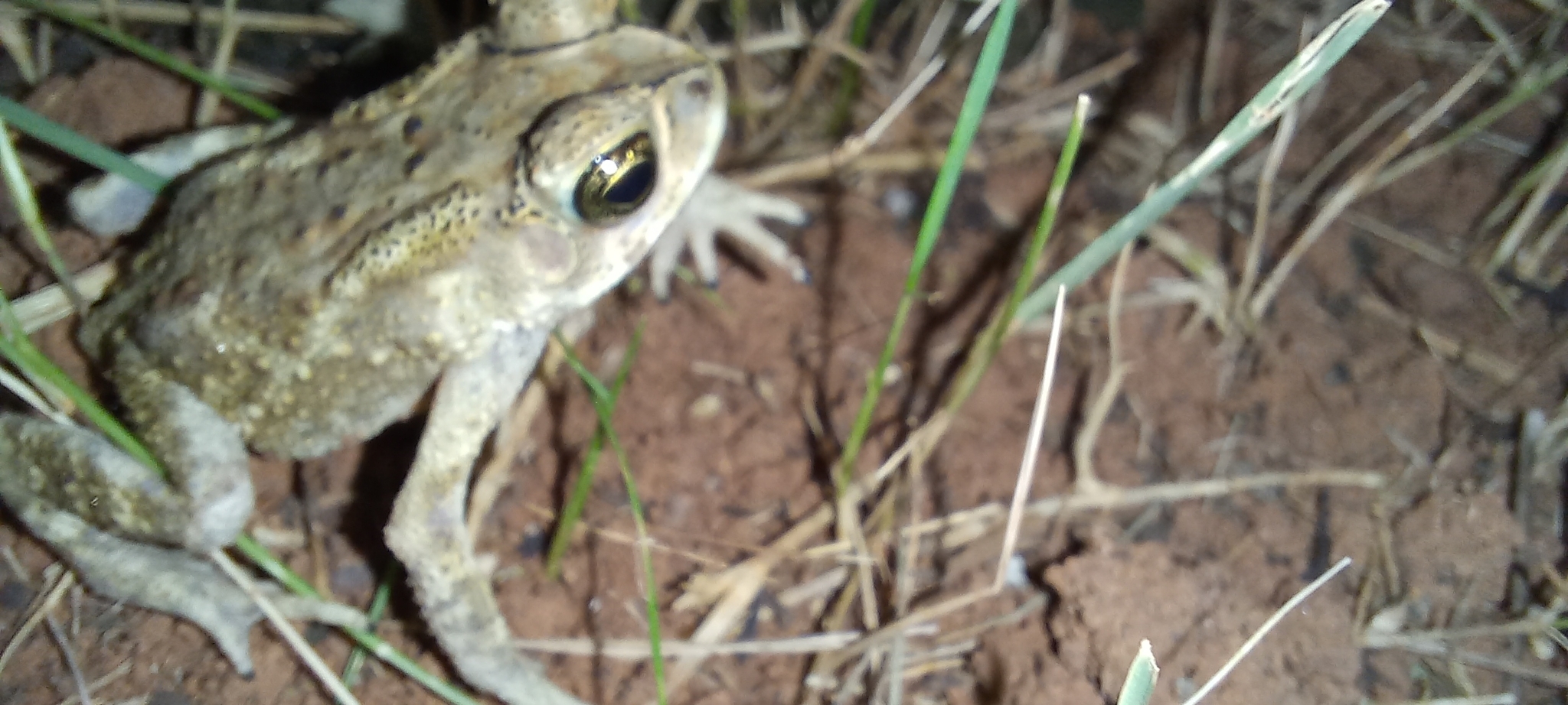Indian Common True Toad