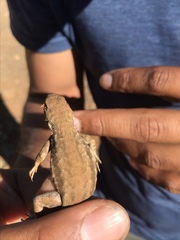 Sceloporus graciosus gracilis