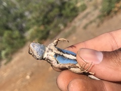 Sceloporus graciosus gracilis