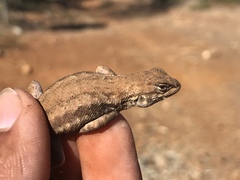 Sceloporus graciosus gracilis