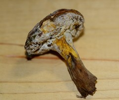 Hypomyces chlorinigenus