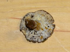 Hypomyces chlorinigenus