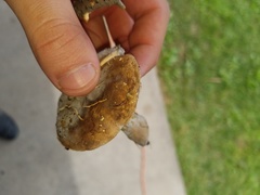 Hypomyces chlorinigenus