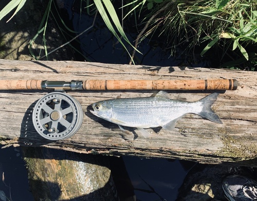 Freshwater herring (Hiodon tergisus) — Hiodontidae — 2