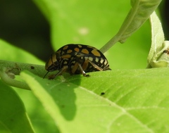 Orsilochides scurrilis