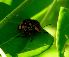 Orsilochides scurrilis